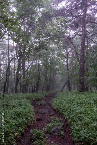 雲が湧く山