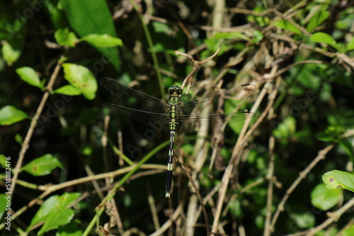 High angle view of a green and black dragonfly waiting on top of a tree stem