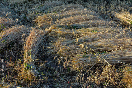 Wheat sheaves in a pile photo