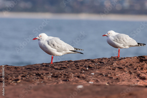 Silver Gull, Merimbulla, NSW, June 2022