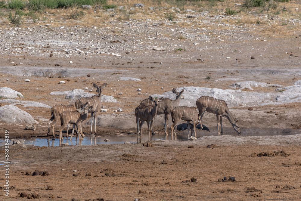 Large female kudu, Tragelaphus strepsiceros drinking at a waterhole in Khaudum National Park, Namibia Large female kudu, Tragelaphus strepsiceros drinking at a waterhole in Khaudum National Park, Namibia