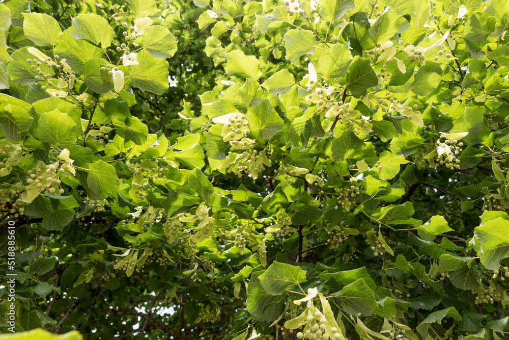 Close up linden tree in summer