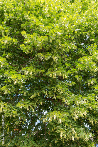 Close up linden tree in summer