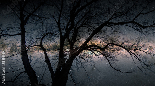 Silhouette of lone tree branch with Milky way galaxy