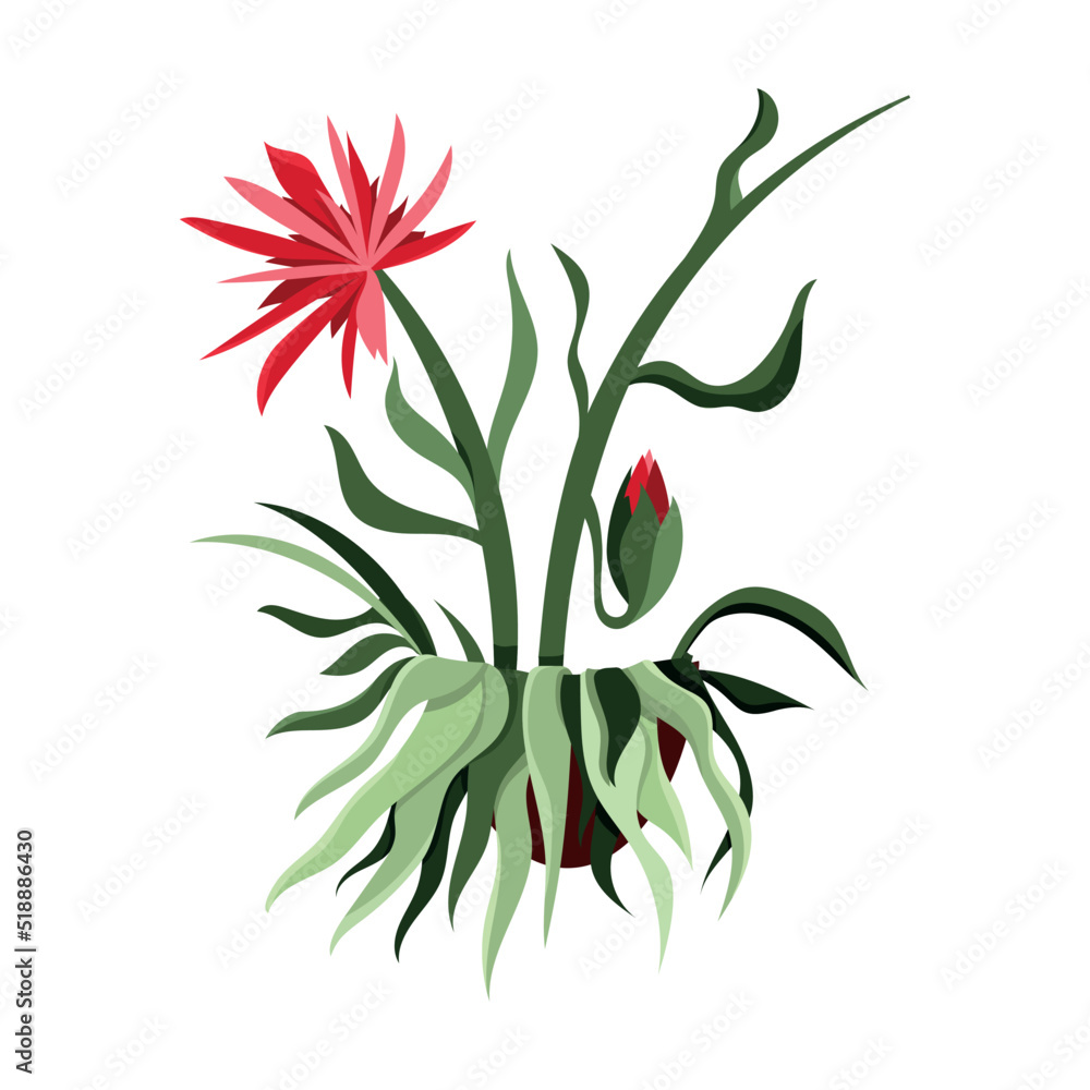 Detailed cacti isolated on white background. Detailed cacti isolated on white background.