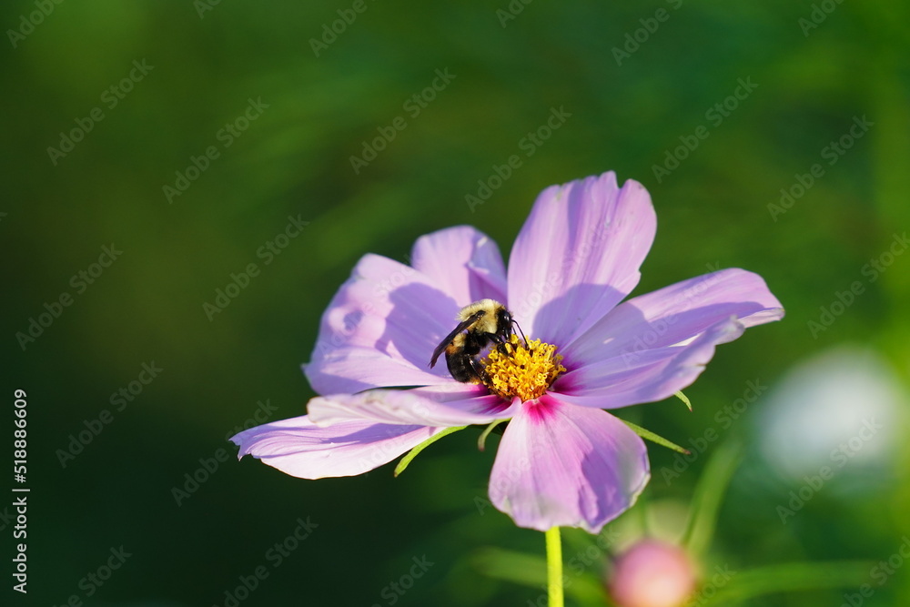 Bumblebee pollinating a pink Cosmos flower. Bumblebee pollinating a pink Cosmos flower.
