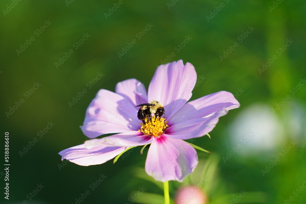 Bumblebee pollinating a pink Cosmos flower. Bumblebee pollinating a pink Cosmos flower.