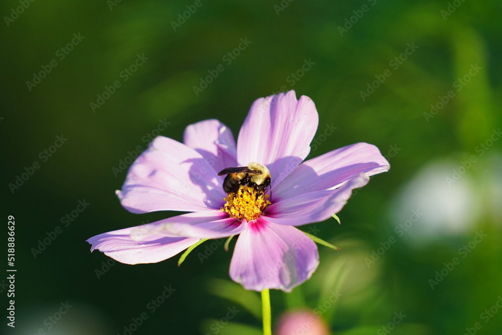 Bumblebee pollinating a pink Cosmos flower. Bumblebee pollinating a pink Cosmos flower.
