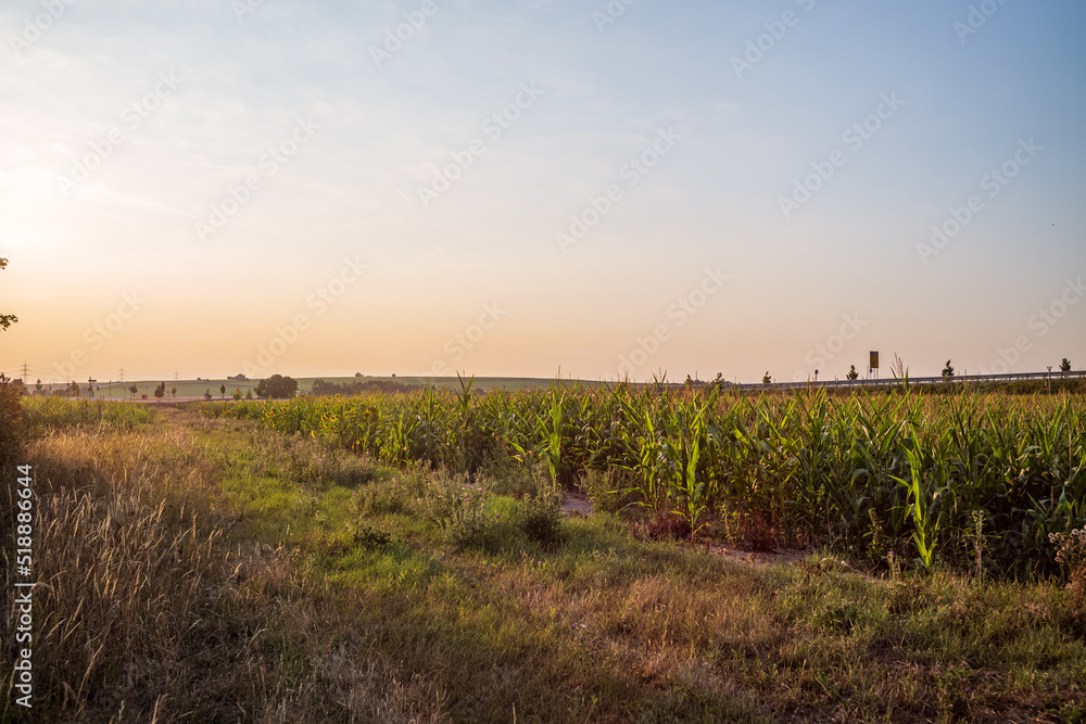 Fototapeta premium sunrise over the field