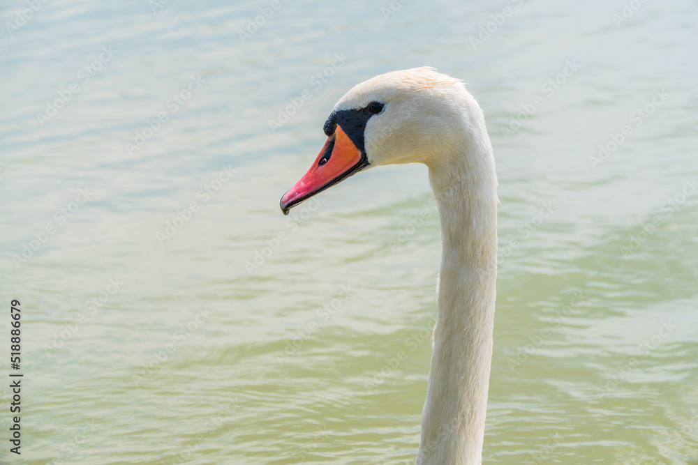 Portrait of a graceful white swan with long neck on blue water background. Portrait of a graceful white swan with long neck on blue water background.