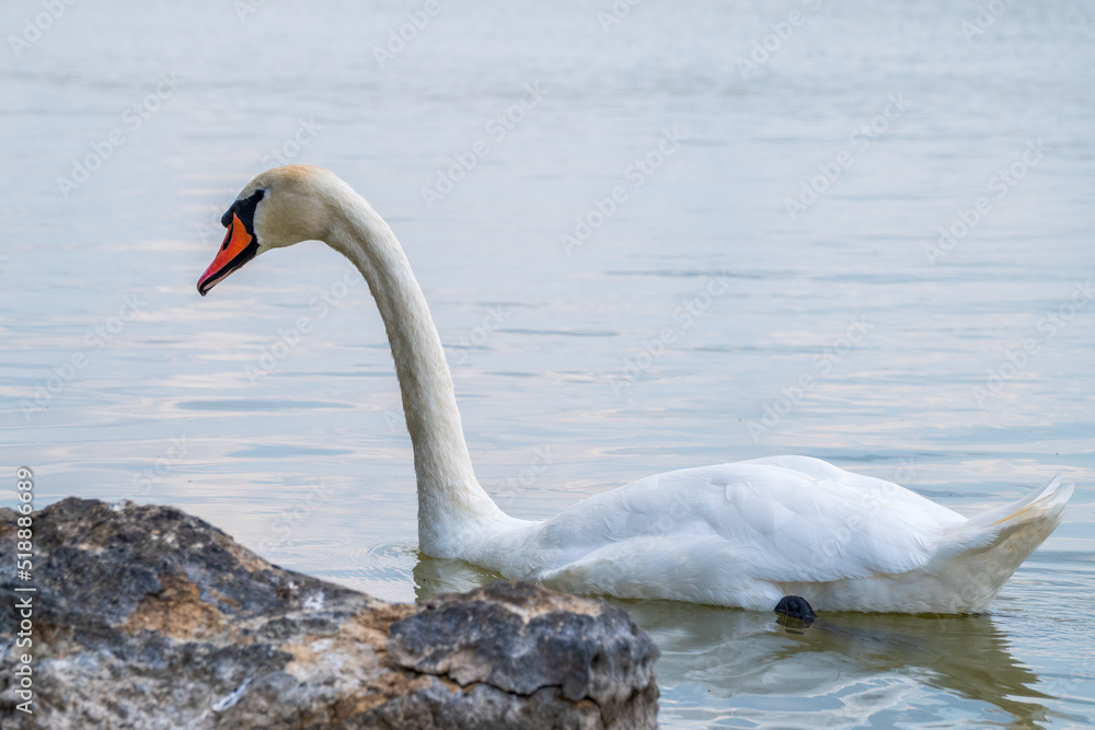 Fototapeta premium Graceful white Swan swimming in the lake, swans in the wild. Portrait of a white swan swimming on a lake.