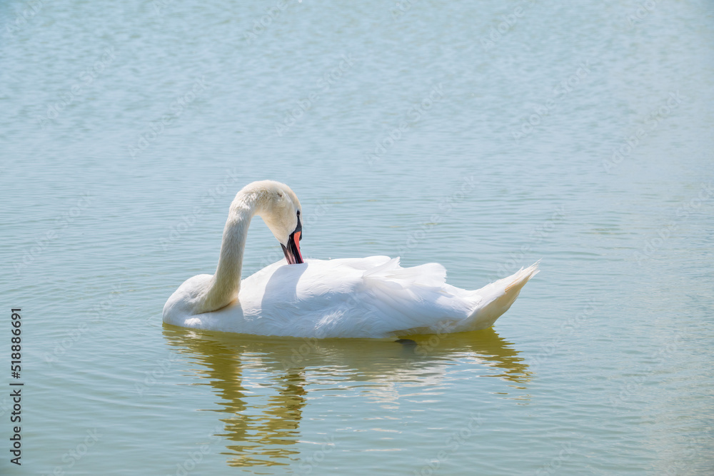 Fototapeta premium Graceful white Swan swimming in the lake, swans in the wild. Portrait of a white swan swimming on a lake.