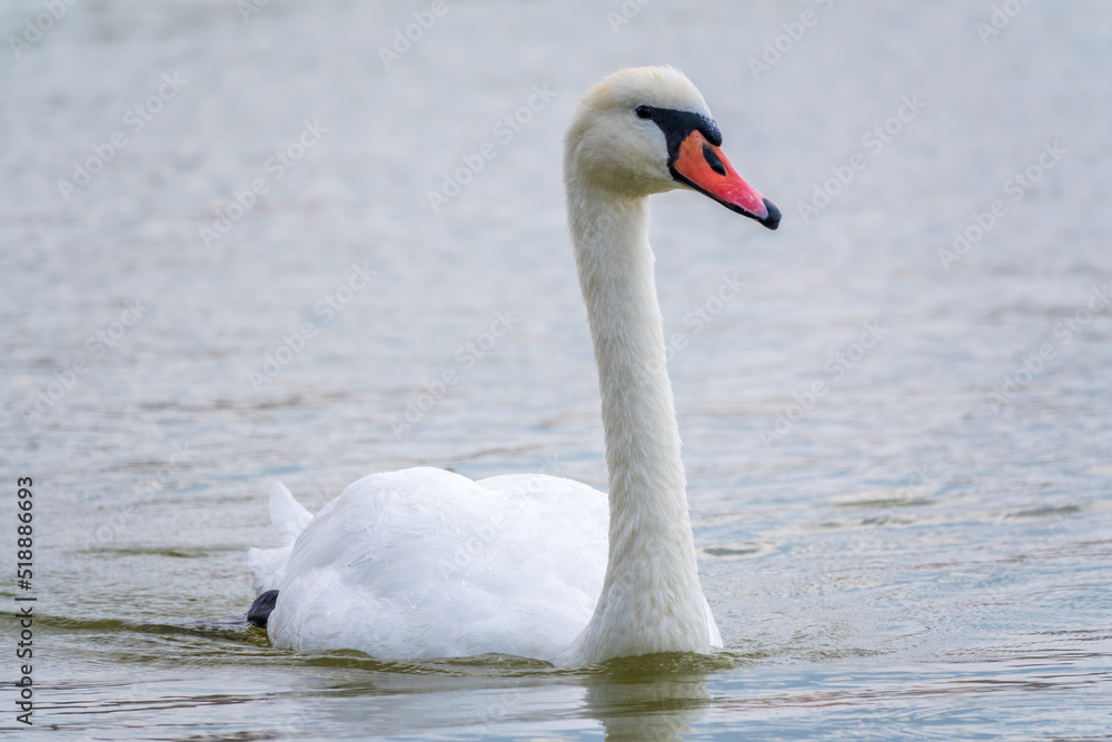 Graceful white Swan swimming in the lake, swans in the wild. Portrait of a white swan swimming on a lake. Graceful white Swan swimming in the lake, swans in the wild. Portrait of a white swan swimming on a lake.