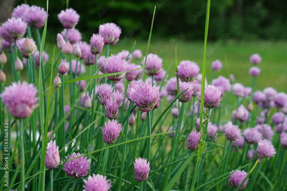 Chive flowers growing in a garden.