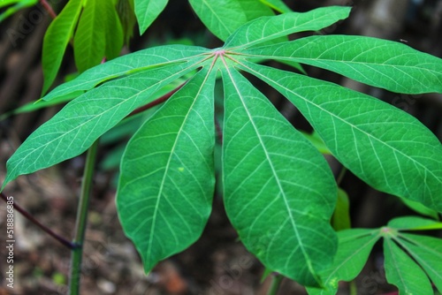 cassava leaves in the back garden