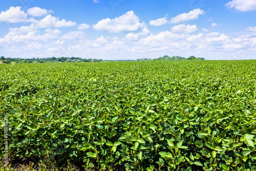 green soybean field with blue sky background