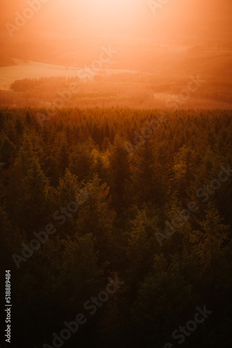 Wald im Sonnenuntergang