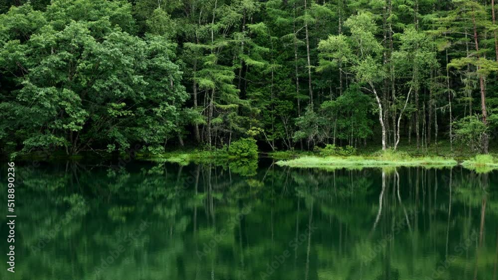 新緑の湖畔の風景 長野県御射鹿池 7月 新緑の湖畔の風景 長野県御射鹿池 7月