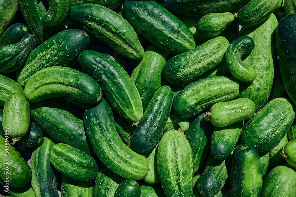 Close up of fresh organic green cucumbers. Close up of fresh organic green cucumbers.