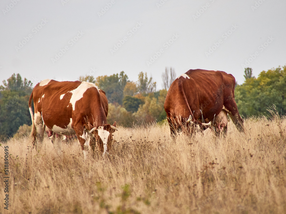 Cows grazing in natural pasture on a cloudy day.