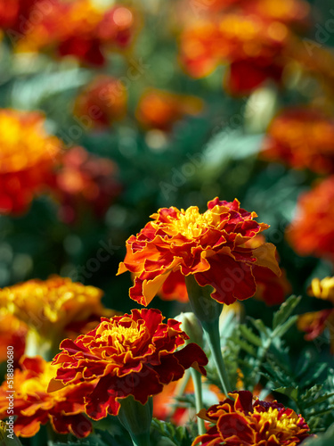 Tagetes erecta ornamental and medicinal plant with orange and yellow flowers.