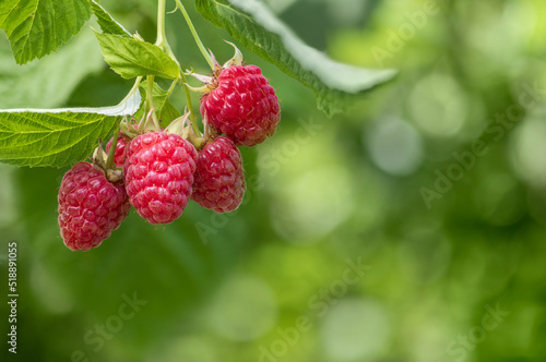 ripe red raspberries hanging on branch in garden