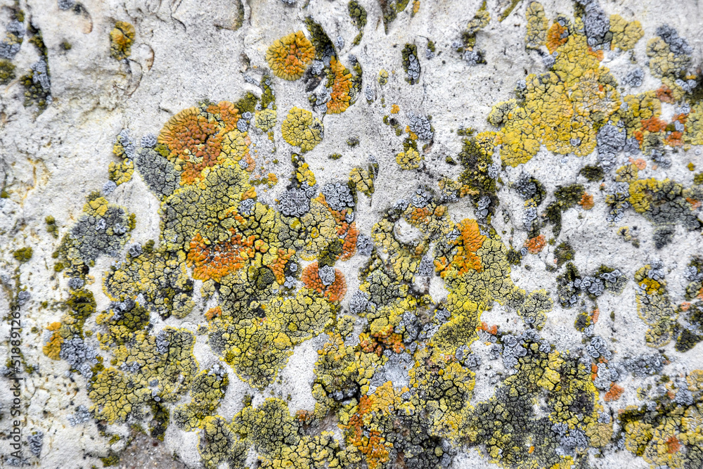 Aged wall of old building with multicolored moss, natural background, full frame. Colorful Moss on Concrete Wall with Texture Scars. Detailed backdrop, abstract design. Selective focus. Aged wall of old building with multicolored moss, natural background, full frame. Colorful Moss on Concrete Wall with Texture Scars. Detailed backdrop, abstract design. Selective focus.