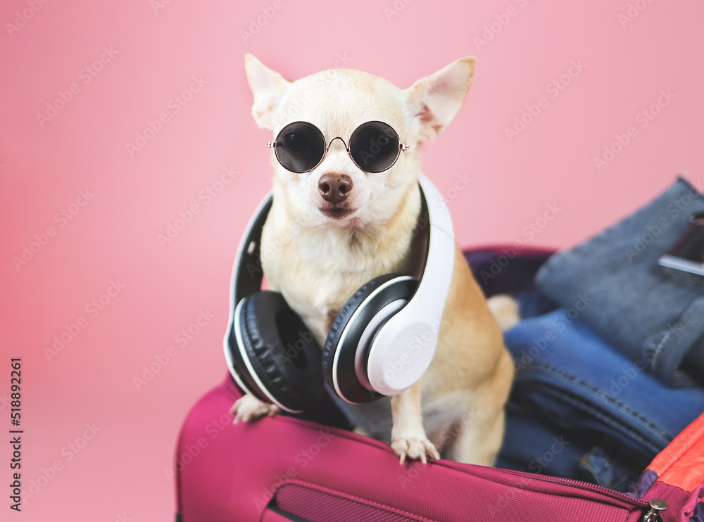 brown  short hair  Chihuahua dog wearing sunglasses and headphones around neck, standing in pink suitcase with travelling accessories, isolated on pink background.