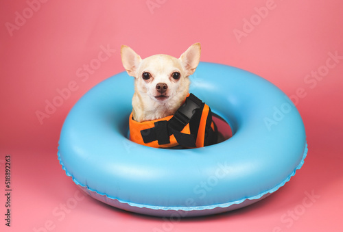 cute brown short hair chihuahua dog wearing orange life jacket or life vest sitting  in blue swimming ring, isolated on pink background.