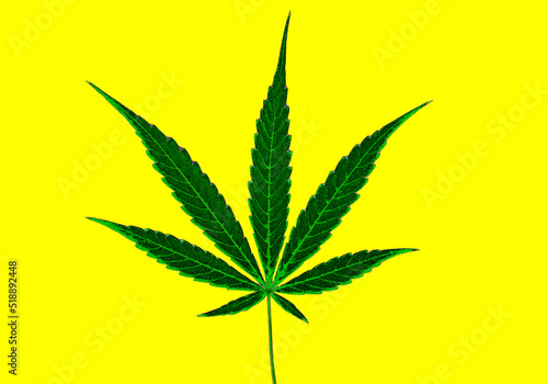Cannabis leaf, Herbal medicine herb plant on a yellow background. Process in oil paint style.  
