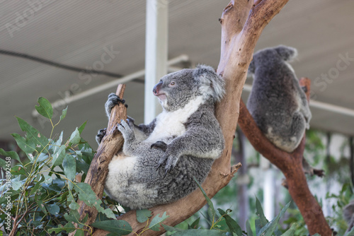 Photography Close up of koala bear relaxing on the small tree.