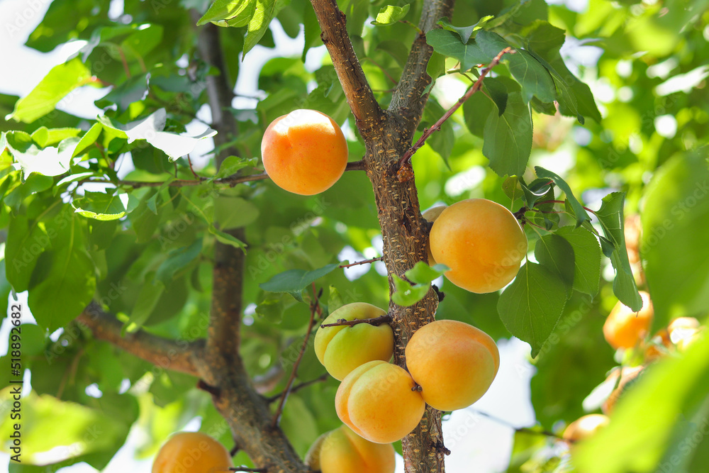 Branch of the ripe apricots in the garden. Apricots growing on an apricot tree. Ripe apricot ready for harvest.