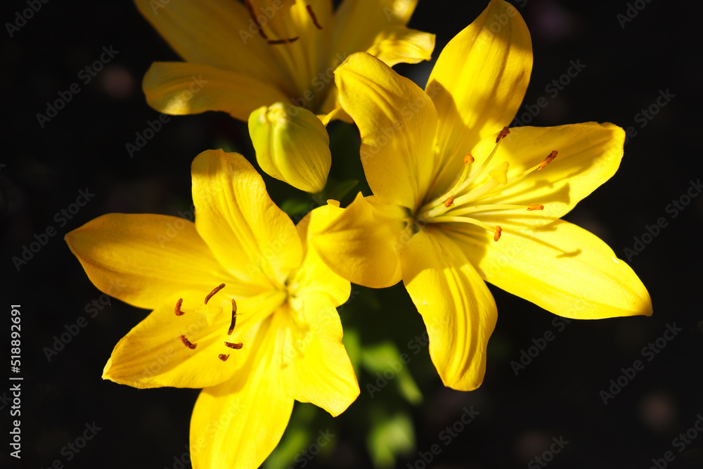 Fototapeta premium Yellow lilies blooming in the garden. Flowers on a dark background.