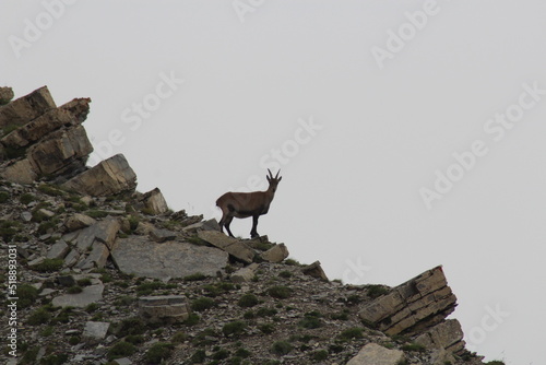 chamois au détour d'une crète