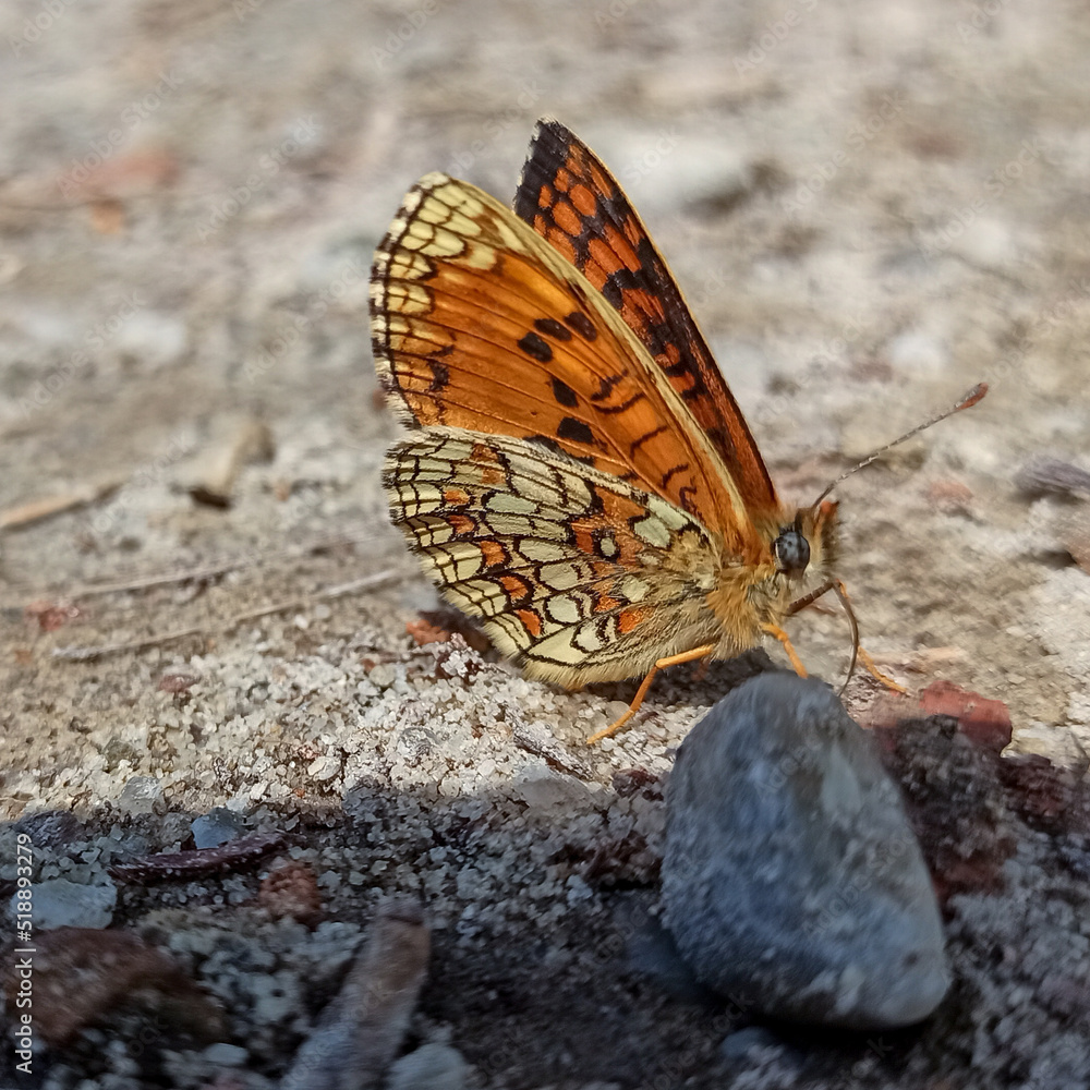 Nature of butterfly and flower in rock using as background butterflies day cover page or banner template brochure landing page wallpaper design Nature of butterfly and flower in rock using as background butterflies day cover page or banner template brochure landing page wallpaper design