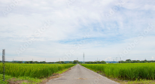 日本の夏、緑の稲穂の田園風景と青い空と白い雲と真ん中に一本の道 横フレーム コピースペース有り
