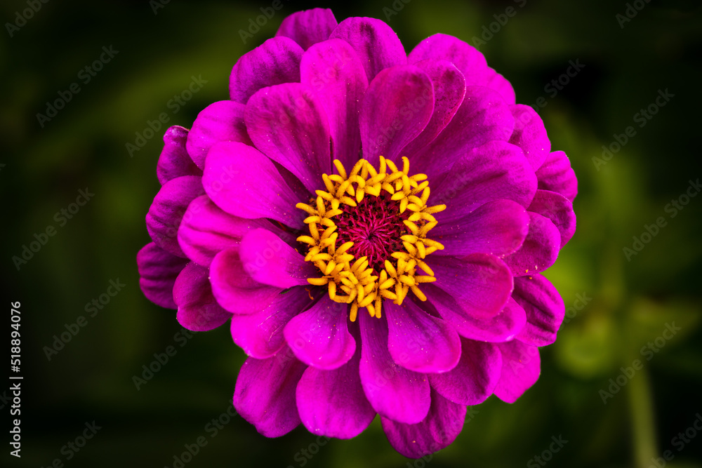 Fototapeta premium dahlia flower