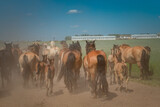 A herd of horses runs to the farm along a dusty road. There is artistic noise.