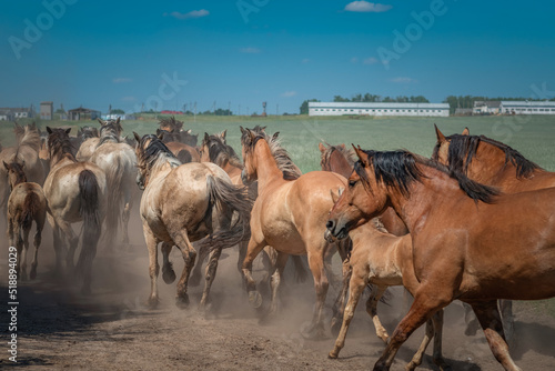 A herd of horses runs to the farm along a dusty road. There is artistic noise. © shymar27