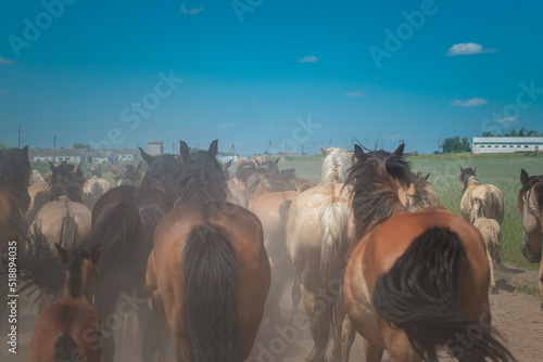 A herd of horses runs to the farm along a dusty road. There is artistic noise.