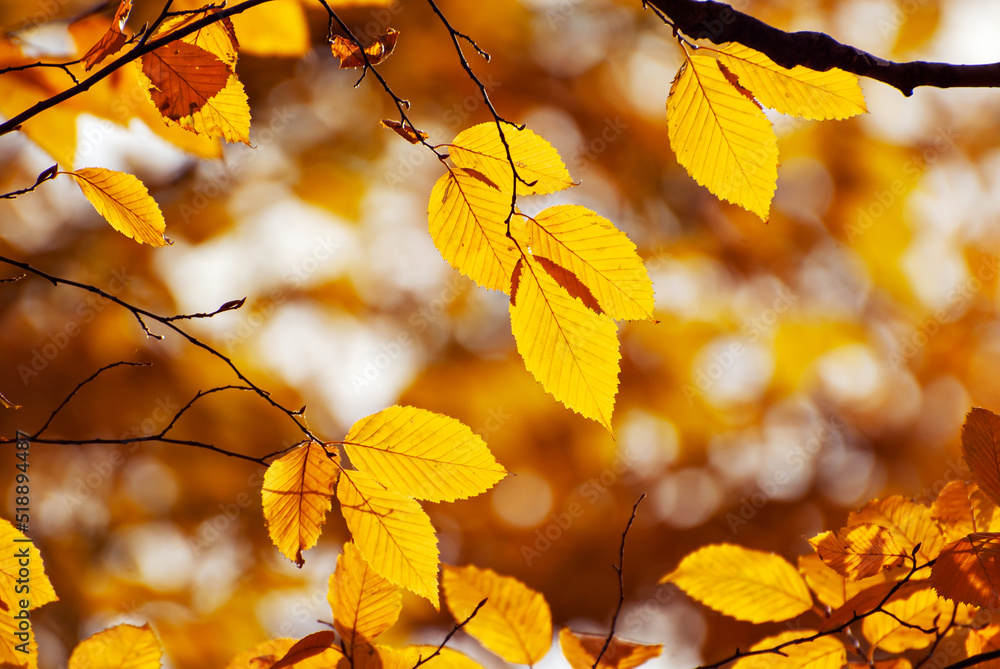 Obraz premium Leaves on a tree branch. Yellow, red and orange leaves glow in the sun. Autumn sunny day.