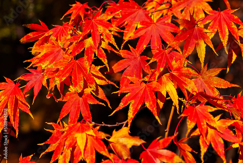 Maple leaves on a tree branch. Yellow  red and orange leaves glow in the sun. Autumn sunny day.