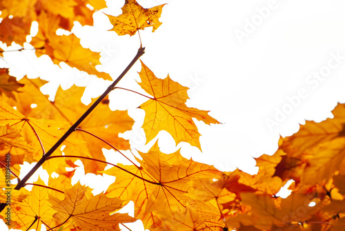 Maple leaves on a tree branch. Yellow, red and orange leaves glow in the sun. Autumn sunny day.