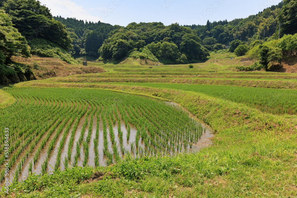緑の稲が育つ初夏の棚田