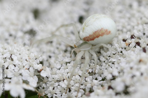 Crab spiders blend in with the color of the flowers they hunt on