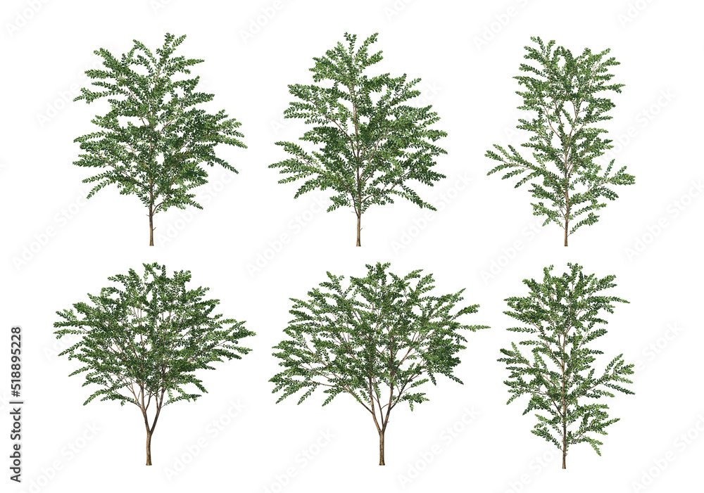 Obraz premium Tree on a white background