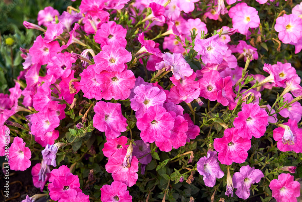 Pink petunia flowers are blooming