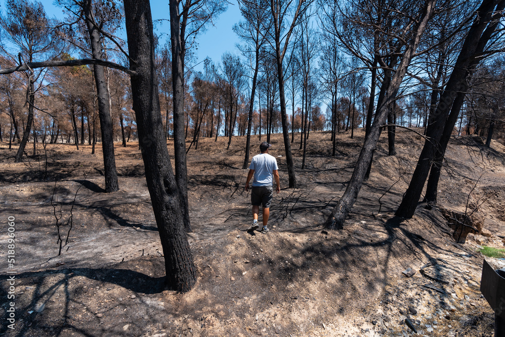 Fototapeta premium Arson, a young man walking through a forest burned in a forest fire, climate change, drought summer