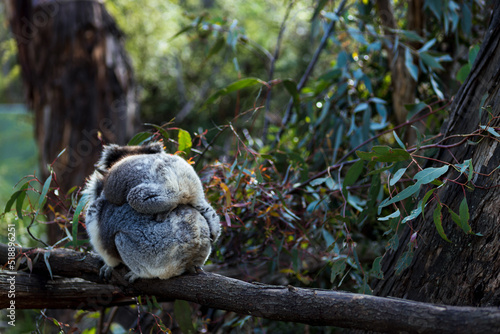 Photography baby koala sitting on a back of his mother and eating leaves