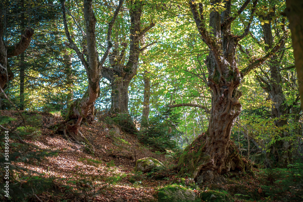 Old trees in the forest at autumn time Old trees in the forest at autumn time